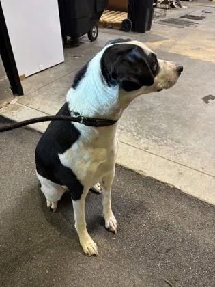An adult large-sized unknown Pit Bull Terrier dog named Sasha for adoption in Atlanta, GA