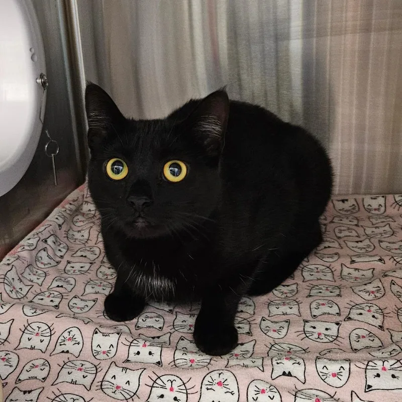 An adult medium-sized female Black Domestic Short Hair cat named Pepper for adoption in Oneonta, NY
