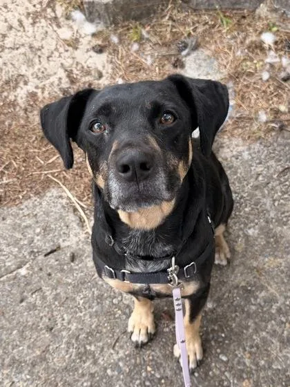 A senior medium-sized male Black Mixed Breed dog named Meat Loaf for adoption in Florence, OR