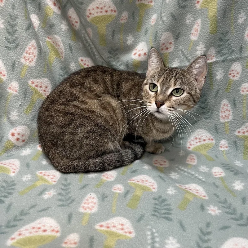 A young medium-sized female Tabby (Brown / Chocolate) Domestic Short Hair cat named Nadia for adoption in Fairmont, MN