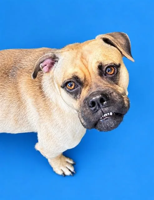 A young medium-sized female Boxer dog named Dottie for adoption in Westminster, MD