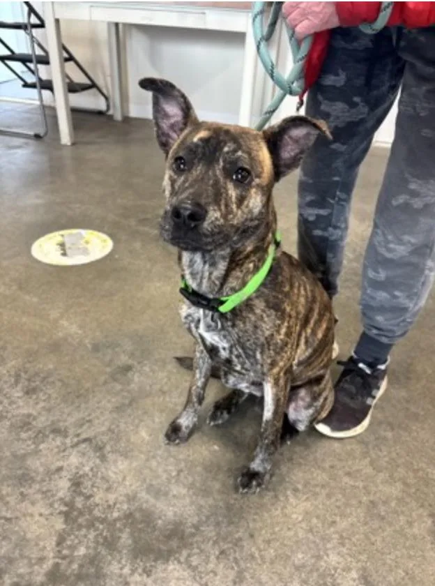 A young medium-sized male Brindle Mixed Breed dog named Fawkes for adoption in Terre Haute, IN