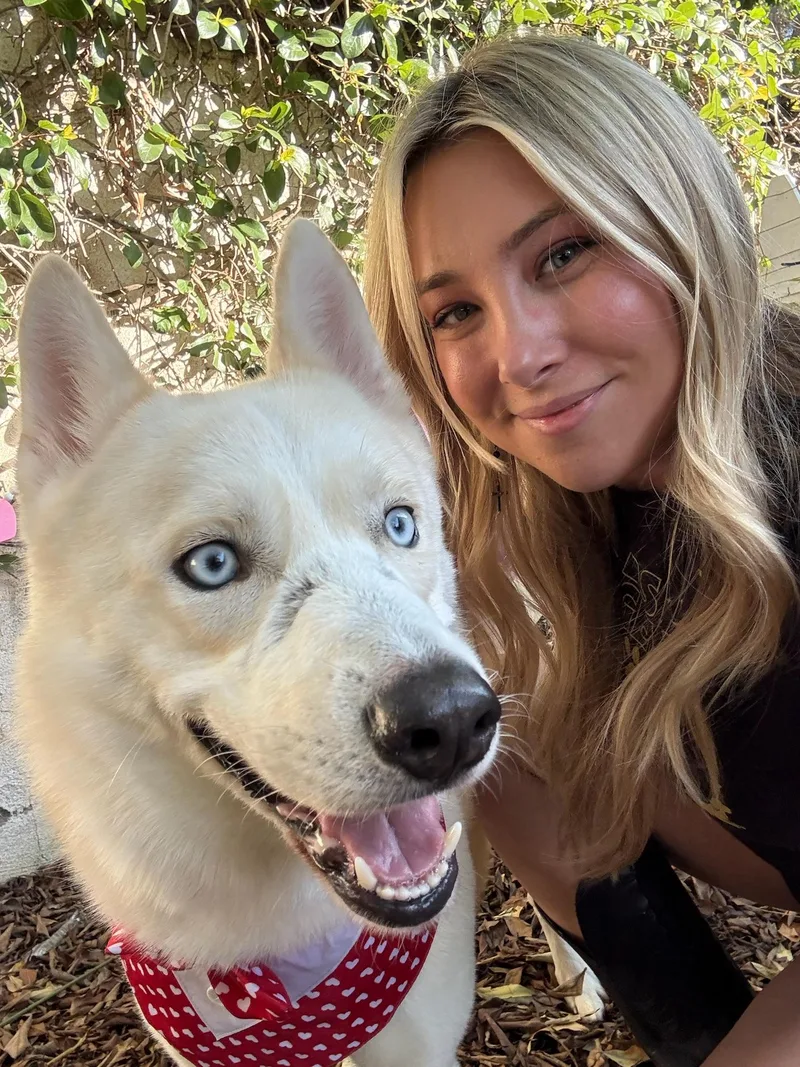 A young medium-sized male Husky dog named Nikolai for adoption in santa monica, CA