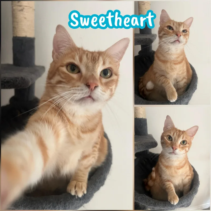 A young medium-sized male Domestic Short Hair cat named Sweetheart & Kartelo for adoption in Plano, TX