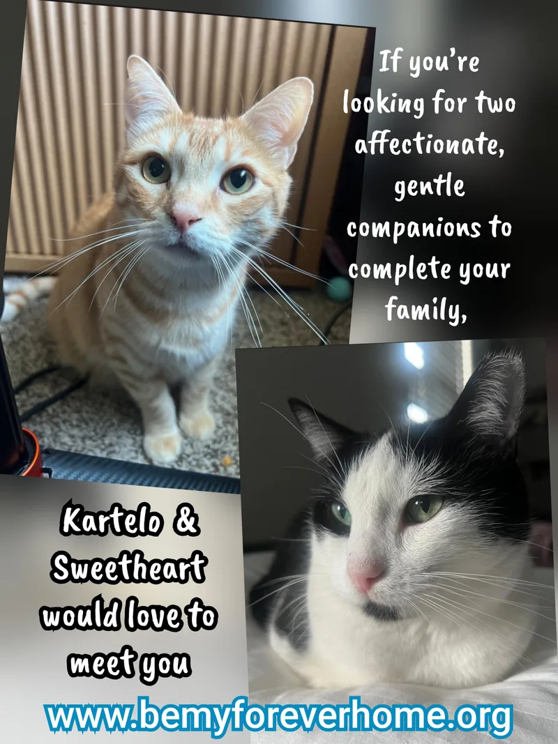 Sweetheart & Kartelo thumbnail 3