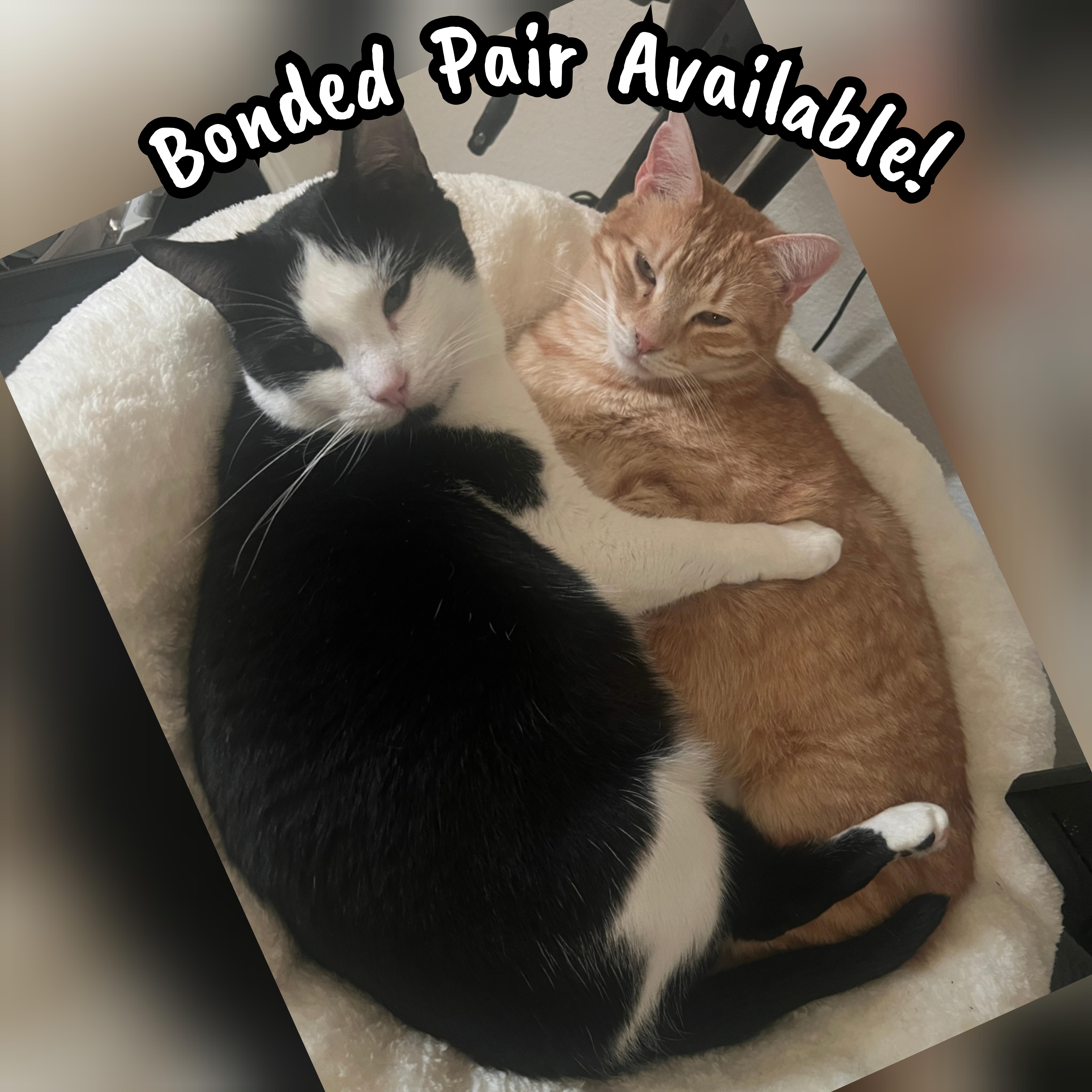 Sweetheart & Kartelo thumbnail 4