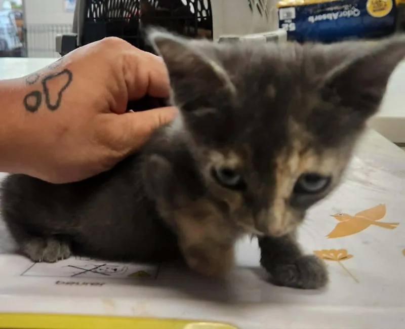 A baby small-sized female Domestic Short Hair cat named Mckenna for adoption in Lexington, TN