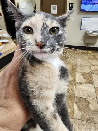A baby small-sized female Domestic Short Hair cat named Lacey $ @ Petco for adoption in Seneca, SC