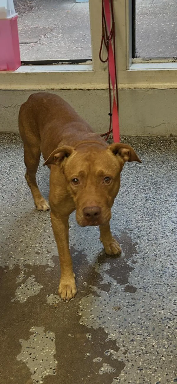 An adult extra large-sized male Pit Bull Terrier dog named Jackie Chan for adoption in Mobile, AL