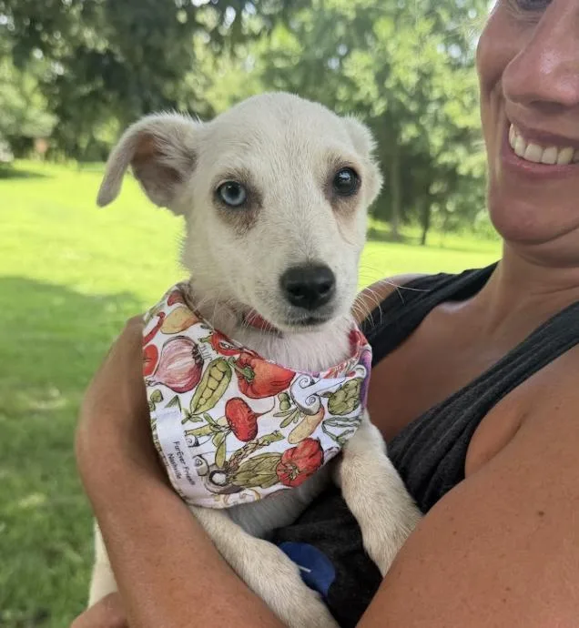 A baby medium-sized female White / Cream Mixed Breed dog named Tortilla for adoption in Franklin, TN
