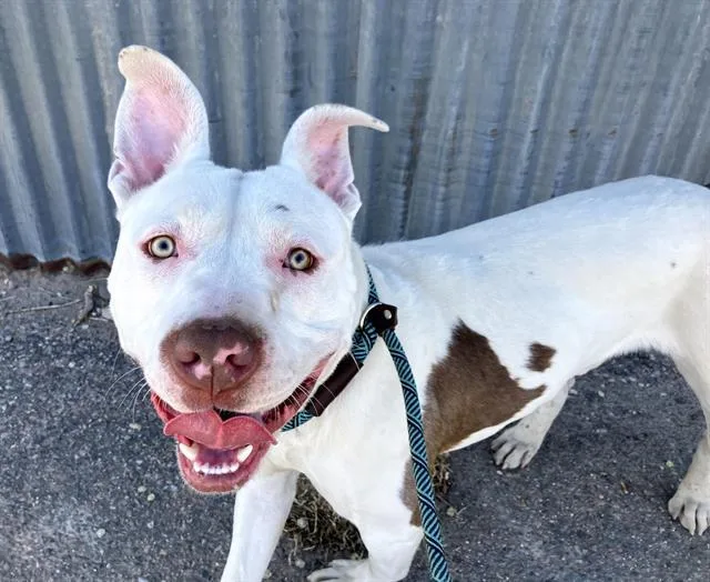 An adult medium-sized male Pit Bull Terrier dog named Maximilenium for adoption in Albuquerque, NM