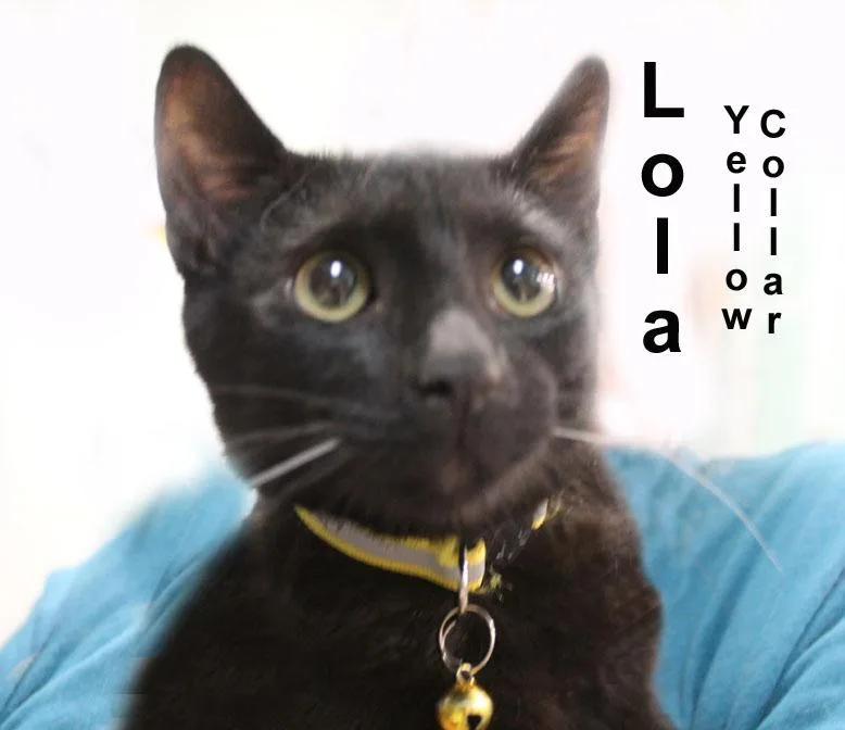 A baby medium-sized female Black Domestic Short Hair cat named Lola Dri. for adoption in Stowe, PA