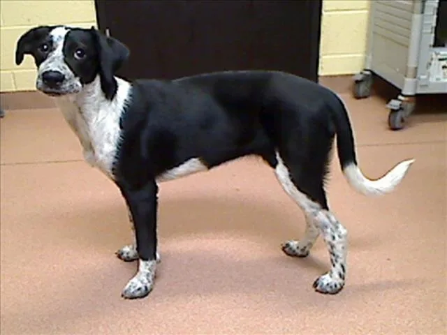 A baby medium-sized female Beagle dog named Melissa for adoption in Cookeville, TN