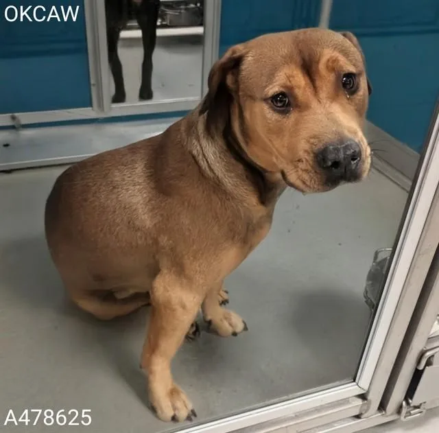 An adult small-sized female Pit Bull Terrier dog named A for adoption in Oklahoma City, OK