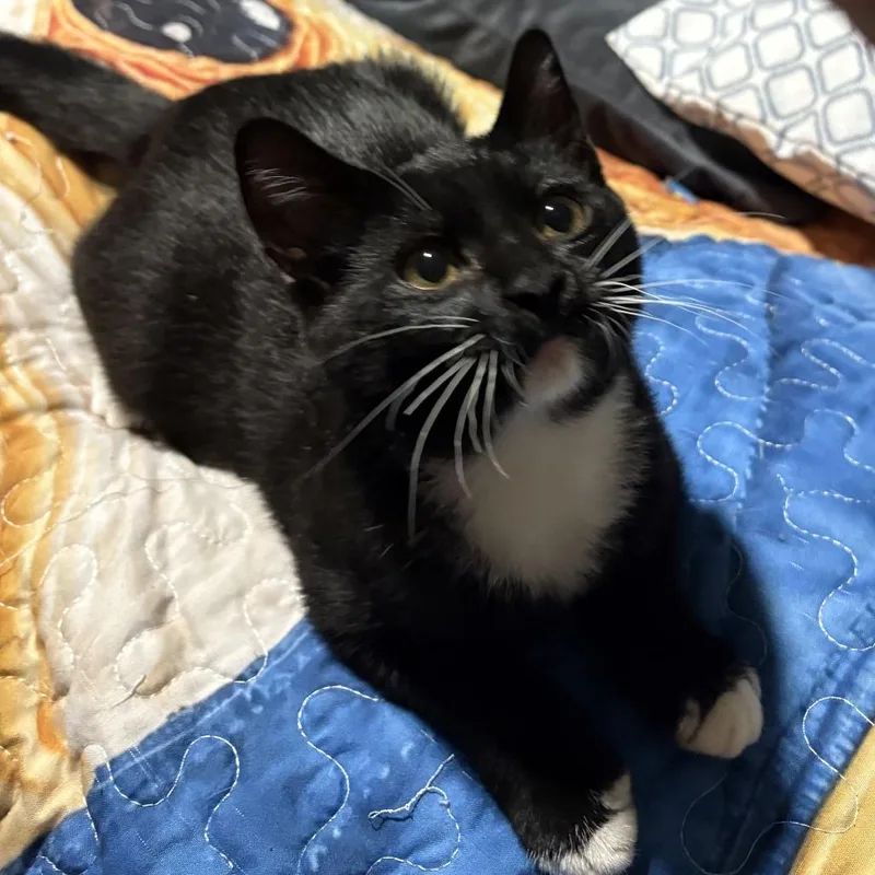 A baby small-sized male Domestic Short Hair cat named Klint for adoption in Saugerties, NY