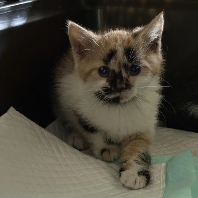 A baby small-sized female Calico Domestic Short Hair cat named Silly Goose! for adoption in Johnstown, PA