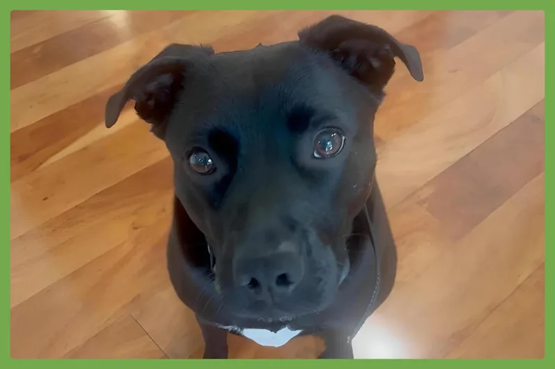 Riley thumbnail 4