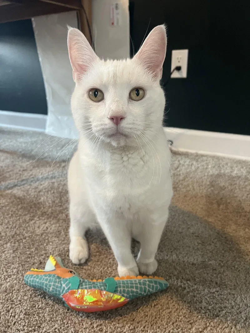 A senior medium-sized male White Domestic Short Hair cat named Sam for adoption in Lutherville, MD