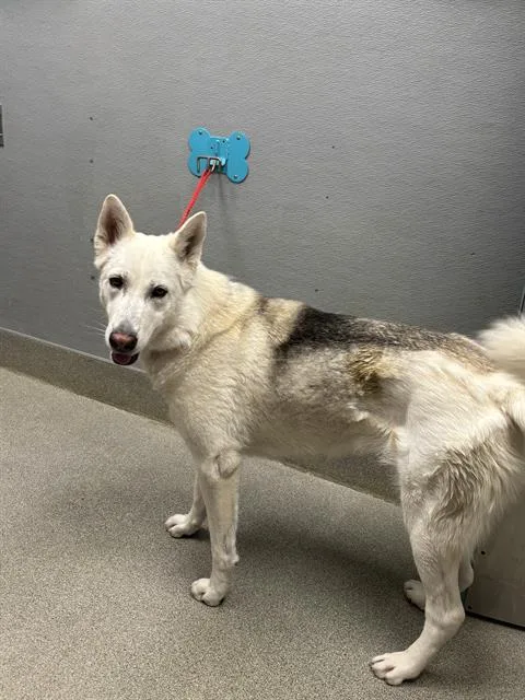 An adult large-sized female Siberian Husky dog named Malasia for adoption in Las Vegas, NV