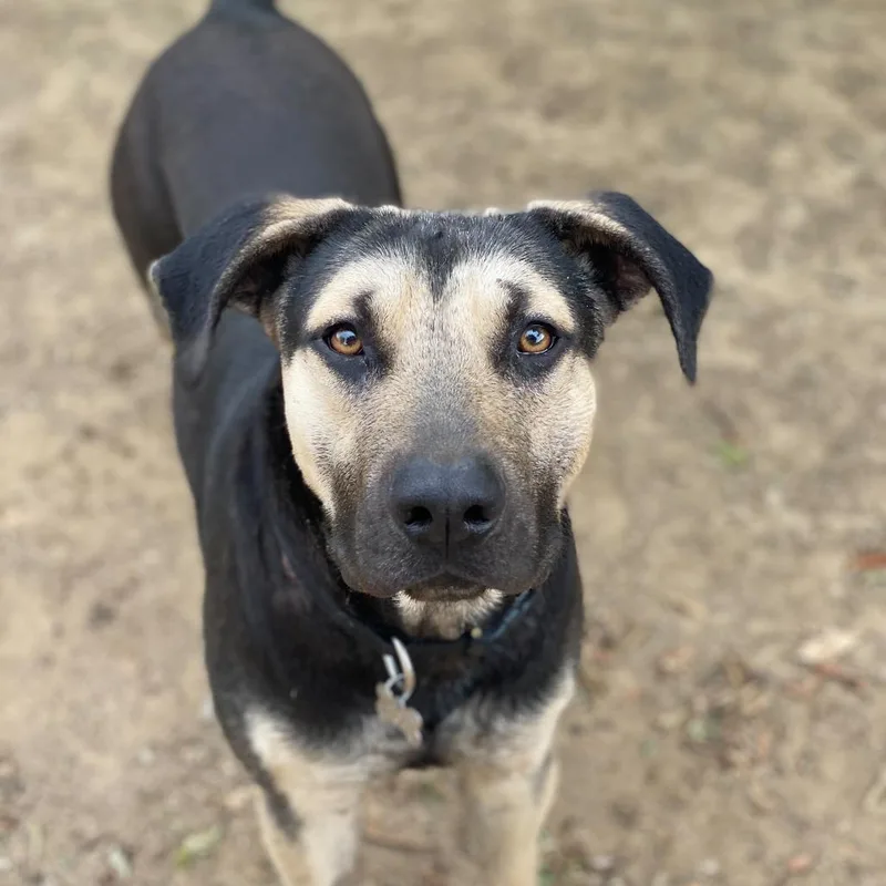 An adult large-sized male Black Shepherd dog named Baxter for adoption in Riverside, CA