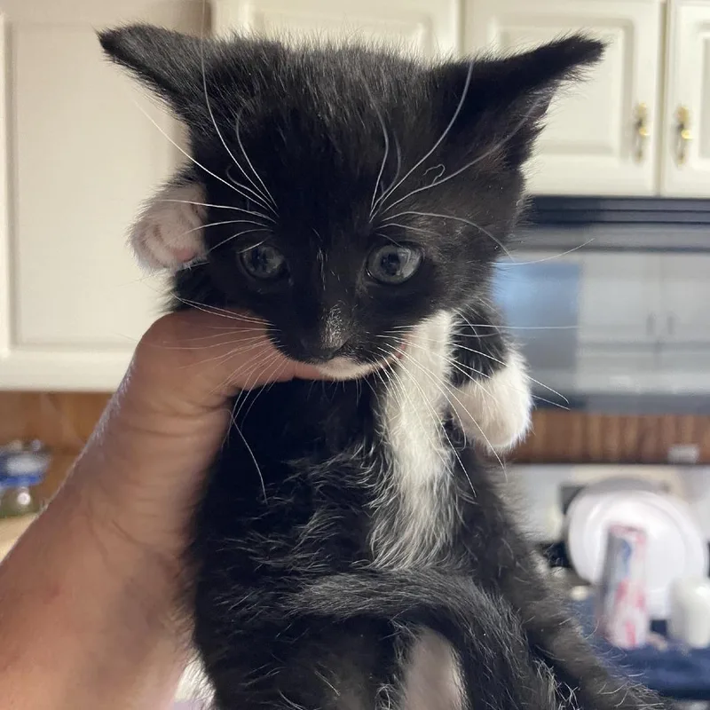 A baby small-sized female Black Domestic Short Hair cat named Rose for adoption in Hemet, CA