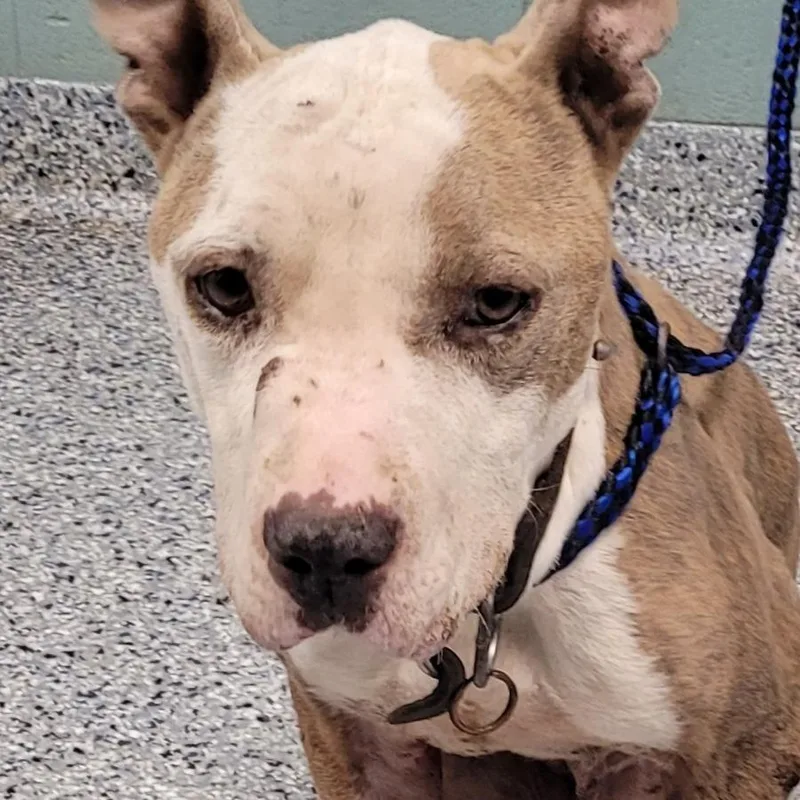 An adult medium-sized female Yellow / Tan / Blond / Fawn American Staffordshire Terrier dog named Kamilla for adoption in Greenville, SC