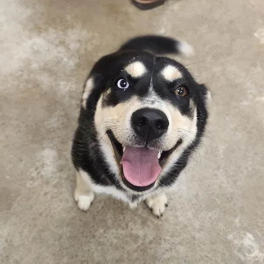 A young medium-sized female Black Husky dog named Mira U for adoption in Tupelo, MS
