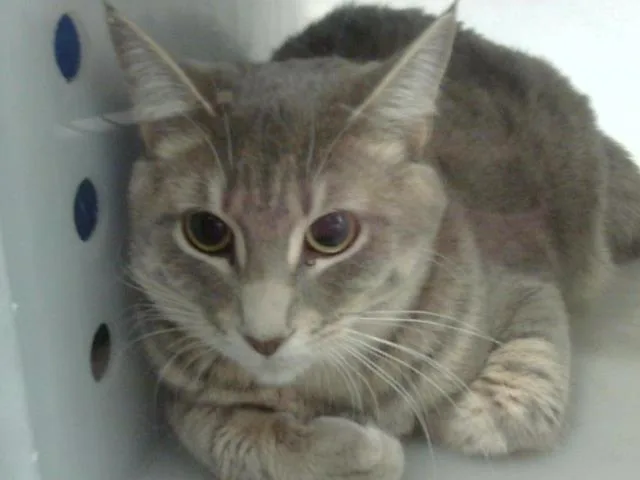 A young medium-sized female Domestic Short Hair cat named Sarai for adoption in Dallas, TX