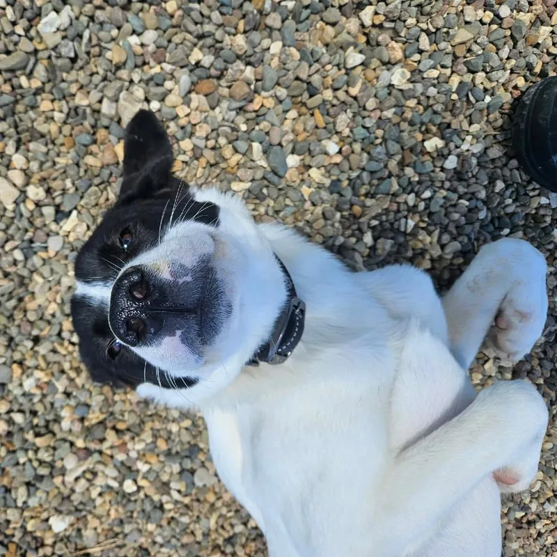 A young medium-sized female White / Cream Mixed Breed dog named Moo for adoption in Monticello, IA
