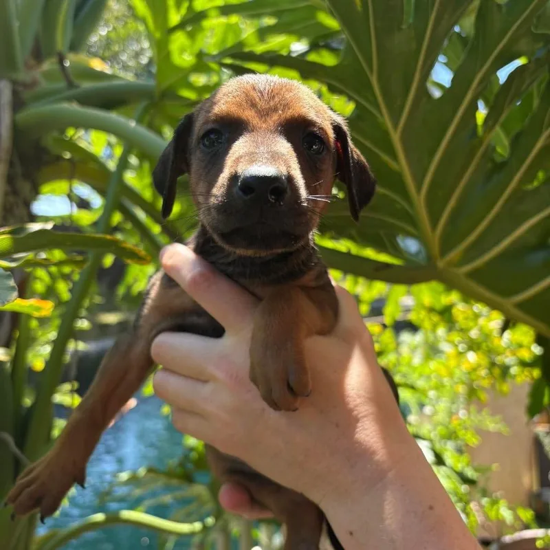 A baby large-sized male Red / Chestnut / Orange Doberman Pinscher dog named Milo Costa Mesa Location for adoption in Chino Hills, CA