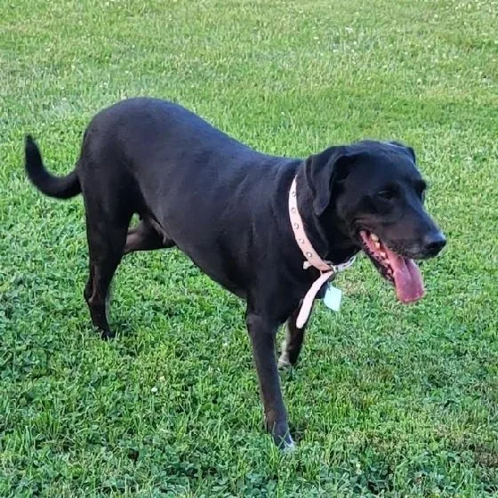 An adult medium-sized female Black Labrador Retriever dog named Retha for adoption in Scottsburg, IN