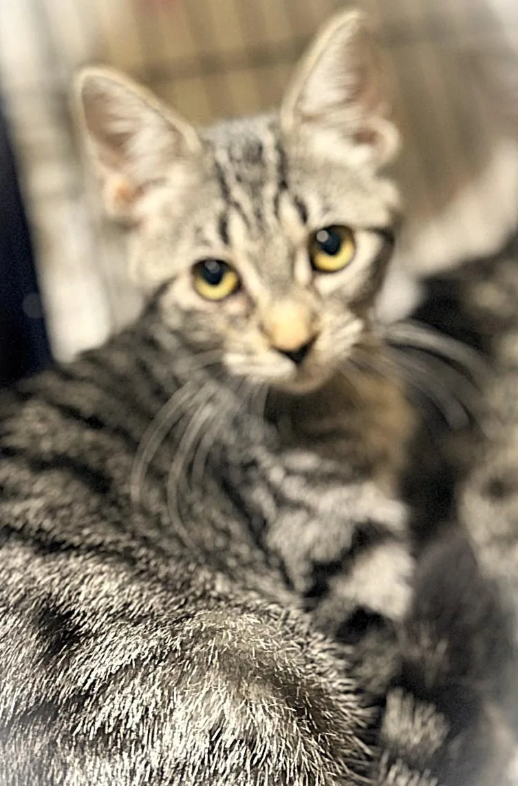 A baby small-sized female Tabby (Brown / Chocolate) Domestic Short Hair cat named Cricket for adoption in Mankato, MN