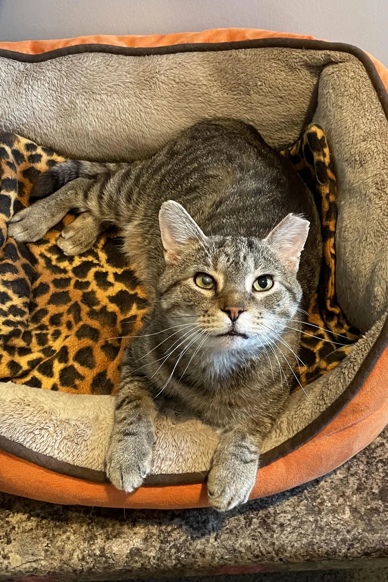 An adult large-sized male Tabby (Brown / Chocolate) Domestic Short Hair cat named Marvin for adoption in Lincoln, NE