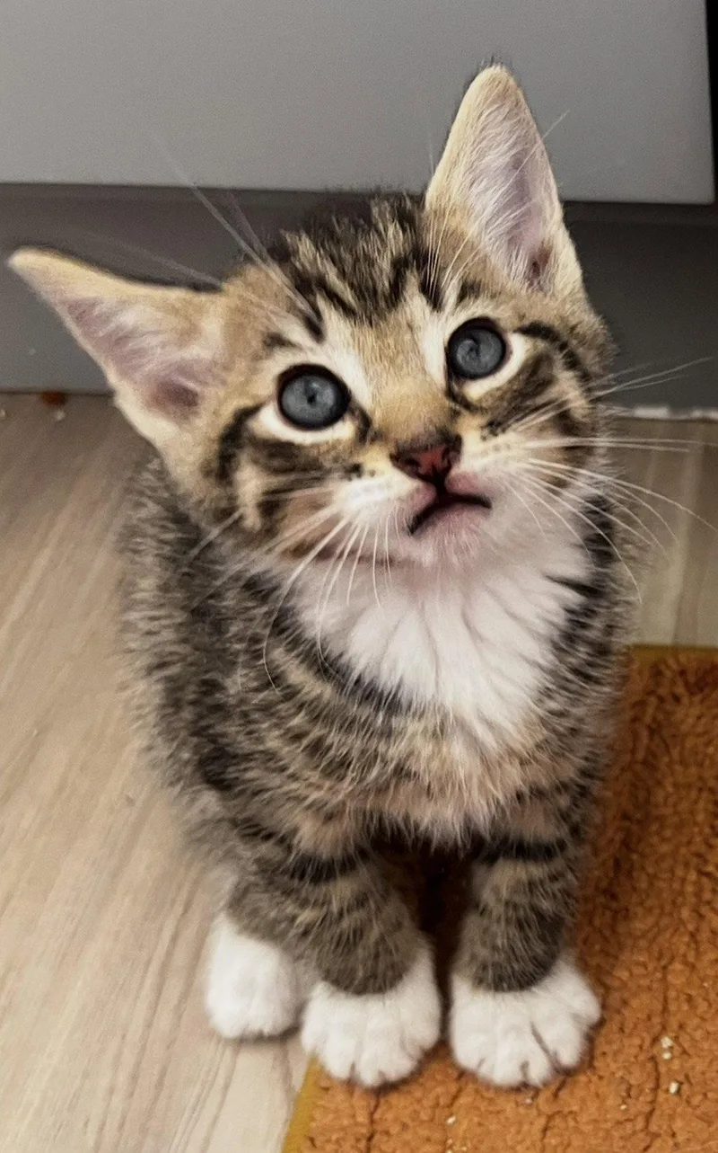 A young medium-sized male Domestic Short Hair cat named Baconator for adoption in Rockville, MD