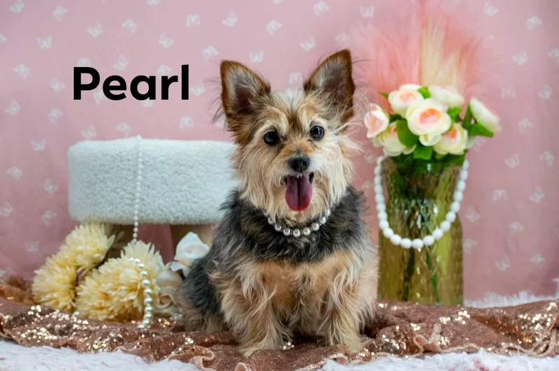 A senior small-sized female White / Cream Miniature Schnauzer dog named Minnie And Pearl for adoption in Sevierville, TN