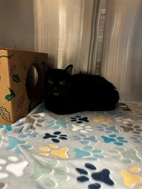 An adult small-sized female Domestic Short Hair cat named May for adoption in Olivette, MO