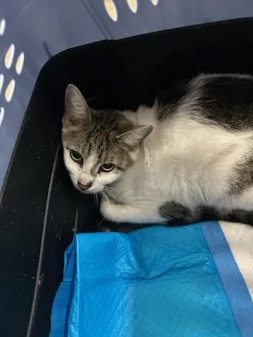 A young small-sized male Domestic Short Hair cat named Charlie Brown for adoption in Ocala, FL