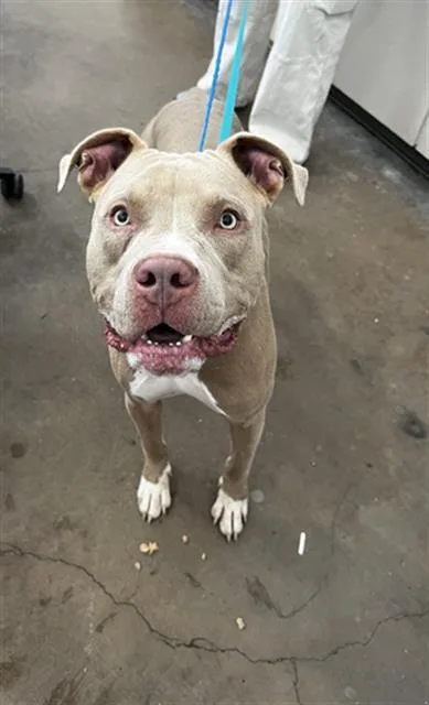 A young medium-sized male Mixed Breed dog named Rex for adoption in Dallas, TX