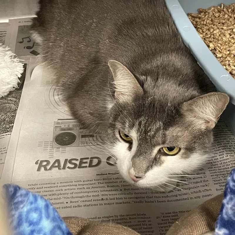 An adult medium-sized female Tabby (Gray / Blue / Silver) American Shorthair cat named Max for adoption in North Kingstown, RI