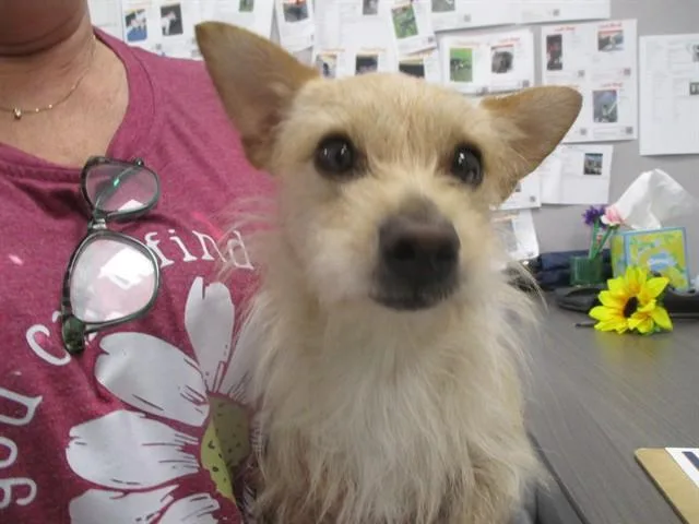 An adult small-sized male Schnauzer dog named Nugget for adoption in Ocala, FL