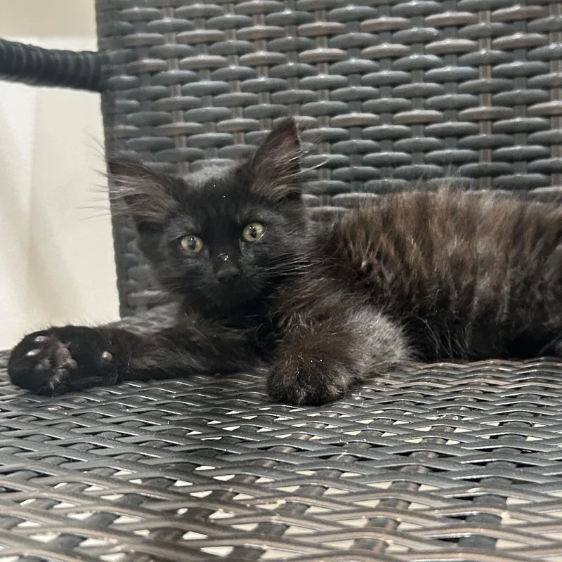 A baby small-sized male Black Domestic Long Hair cat named Puck for adoption in Hollister, CA