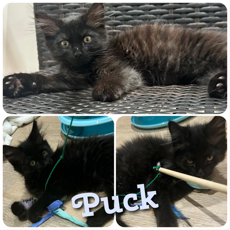 Puck thumbnail 3