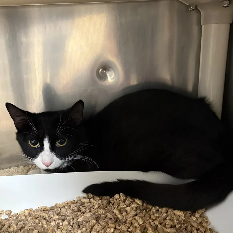 An adult medium-sized female Black Domestic Short Hair cat named "star" for adoption in Perkiomenville, PA