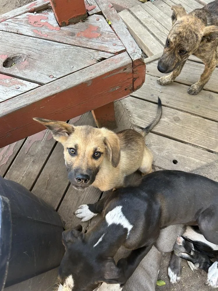A baby small-sized male Labrador Retriever dog named Milo for adoption in Colorado Springs, CO