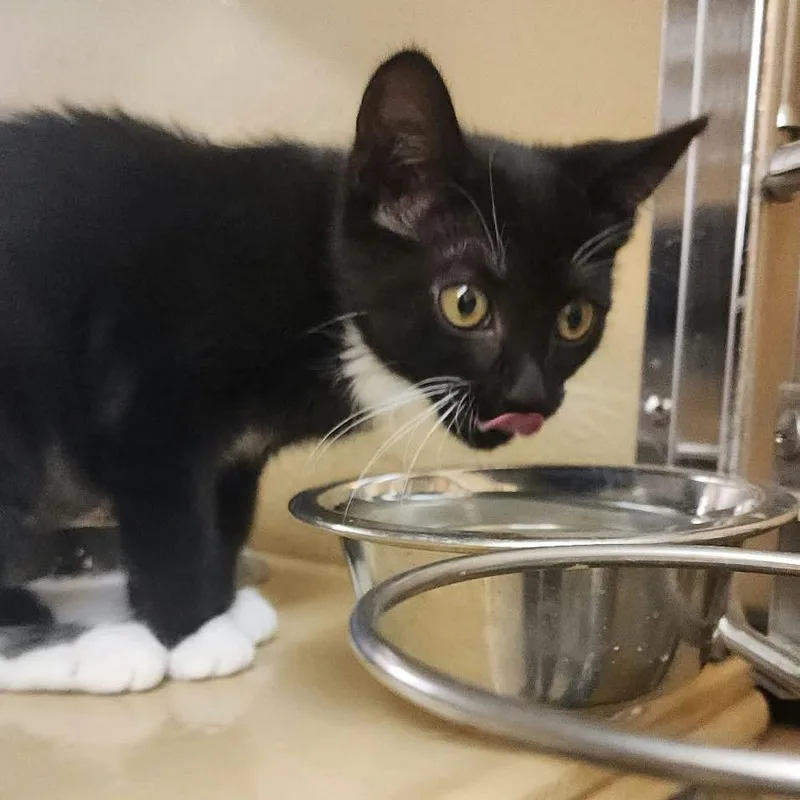 A baby small-sized female Black Domestic Short Hair cat named Sunkist for adoption in Toledo, OH