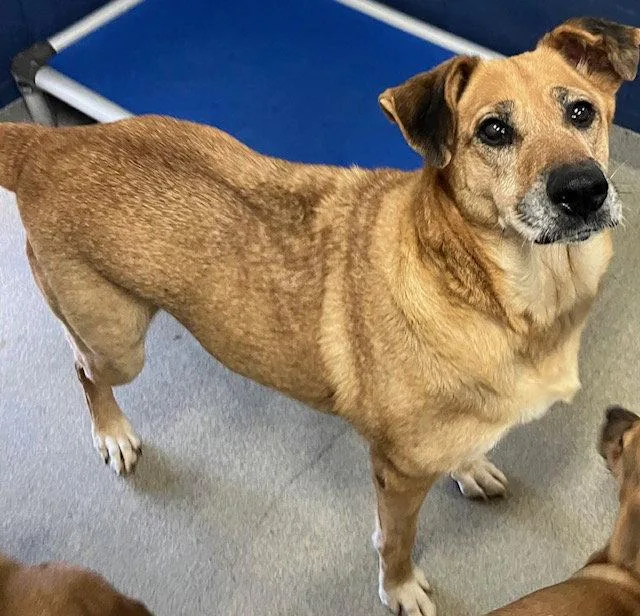 An adult medium-sized female Mixed Breed dog named Oakley Years Old for adoption in Sterling, MA