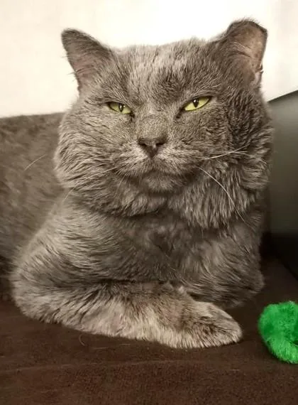 An adult small-sized male Domestic Short Hair cat named Greyson for adoption in Waupaca, WI