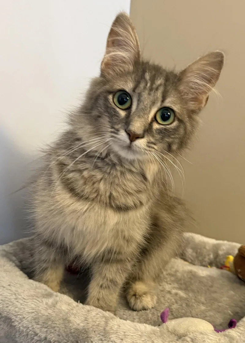 An adult medium-sized female Gray / Blue / Silver Domestic Long Hair cat named Stubby for adoption in Elkins, WV