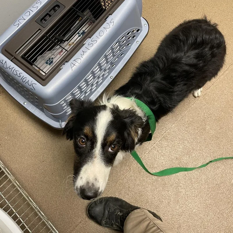 A baby small-sized female Black Mixed Breed dog named Sage for adoption in Chattanooga, TN