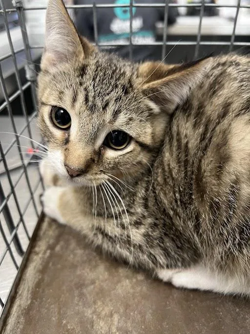 A baby small-sized male Domestic Short Hair cat named Tim for adoption in Las Vegas, NV